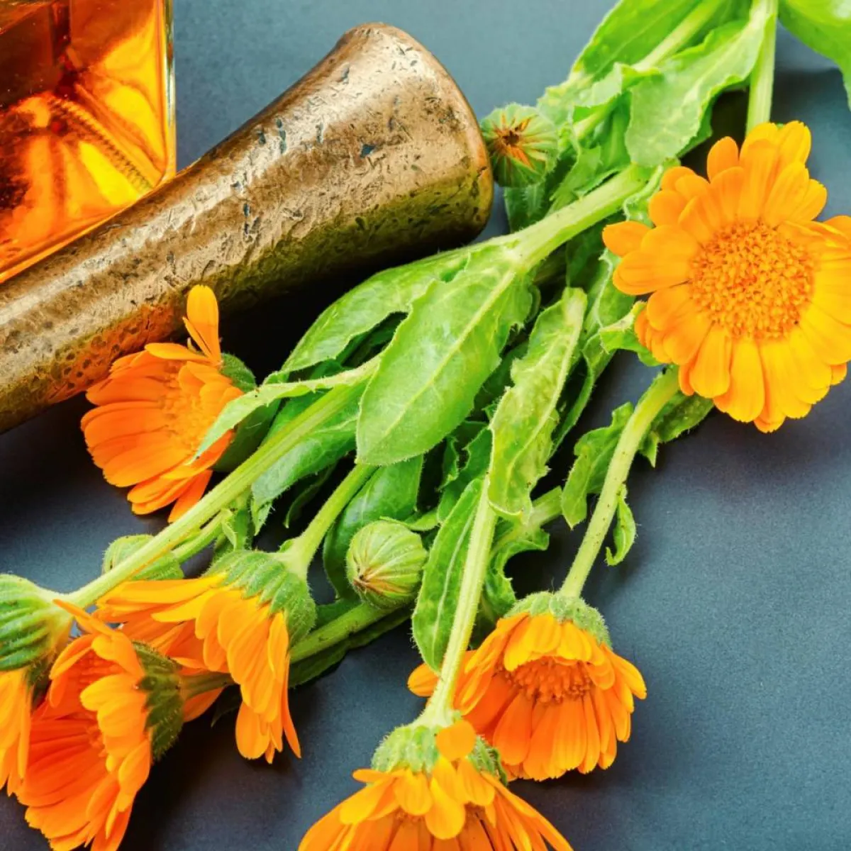 صورة لزهور القيصوم