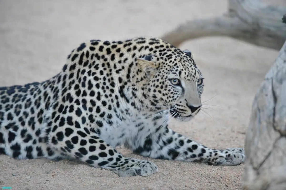 النمر العربي - الصورة من حساب الأمير بدر بن عبدالله بن فرحان على تويتر