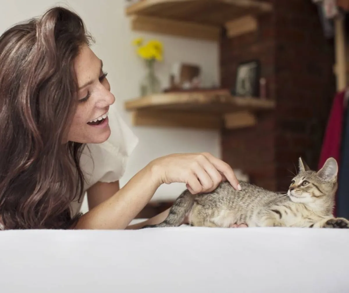 اللعب مع القطط