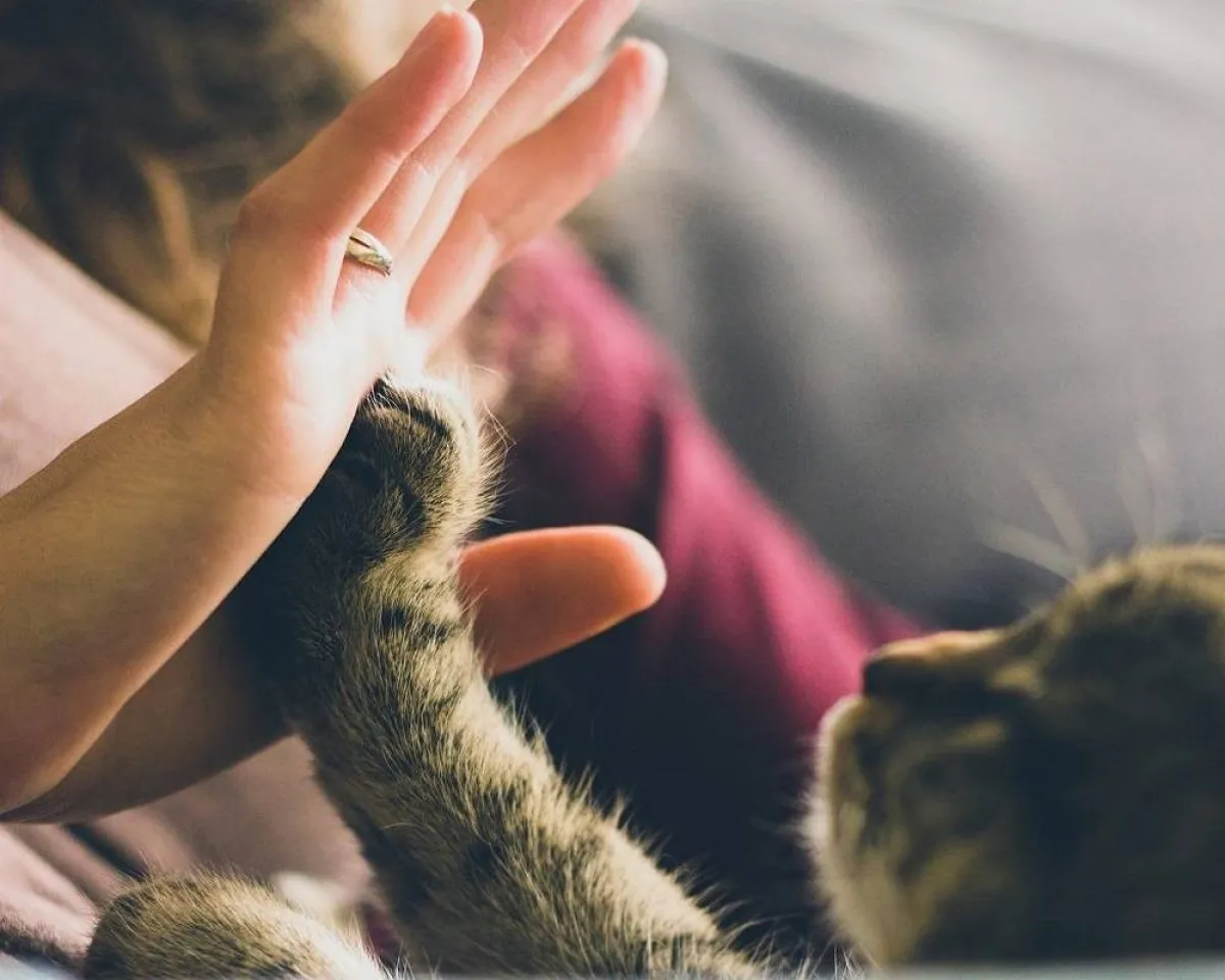 الوقاية من أضرار القطط على الحامل