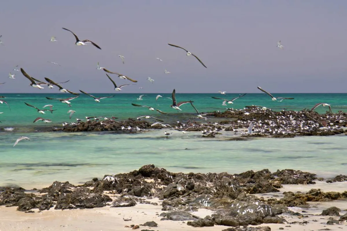 جزيرة مصيرة