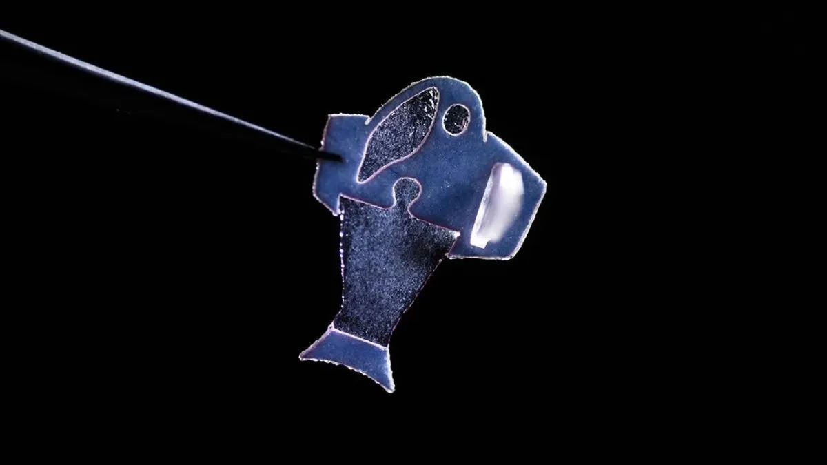 شاهدها "تسبح تلقائيا".. علماء يصنعون "سمكة" من قلب بشري