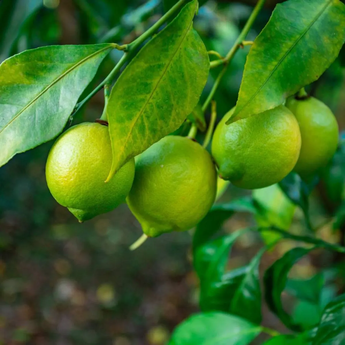 صورة لشجرة الليمون