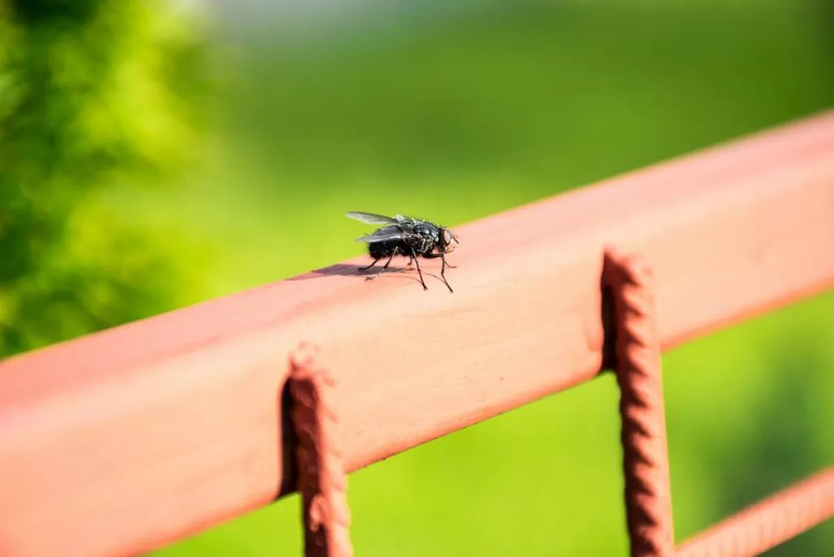 طرق إبعاد الذباب من المنزل