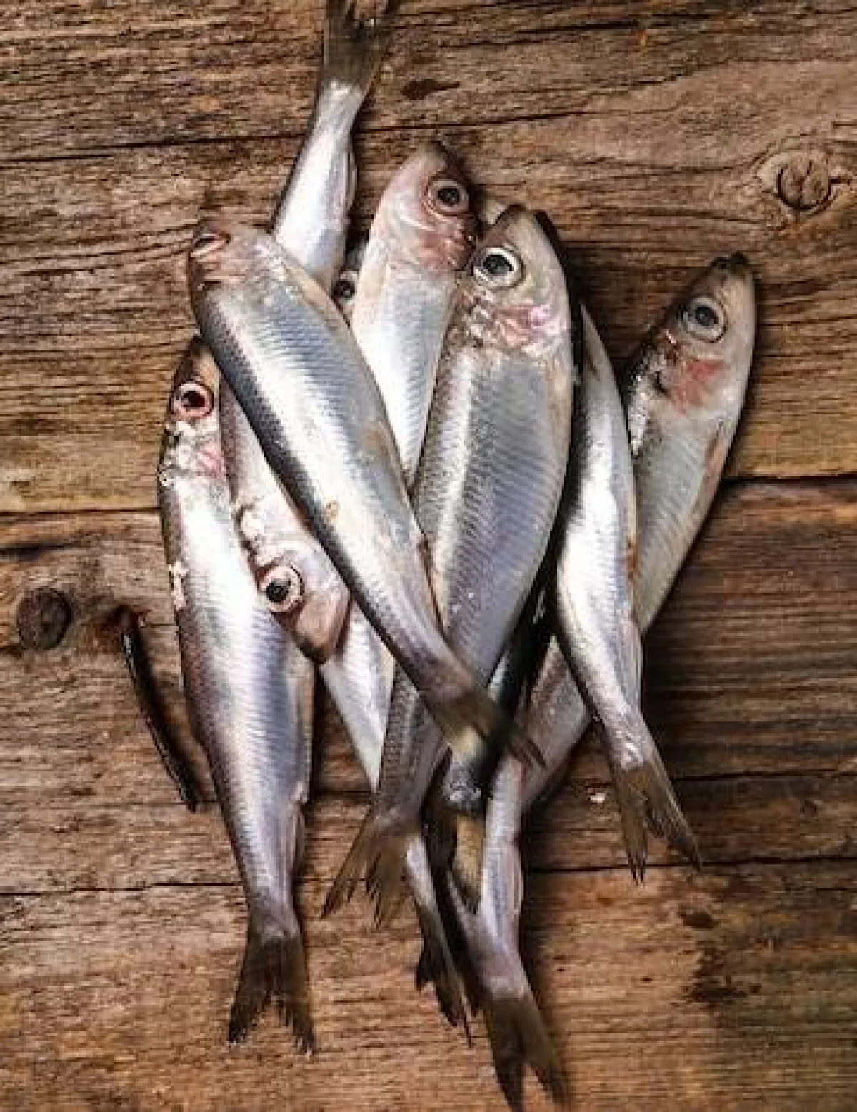 يُعد السردين من أبرز مصادر فيتامين «ب 12»