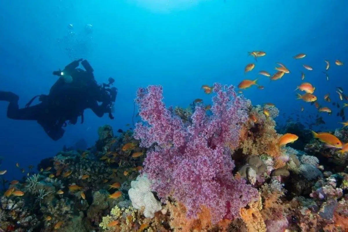 الشعب المرجانية