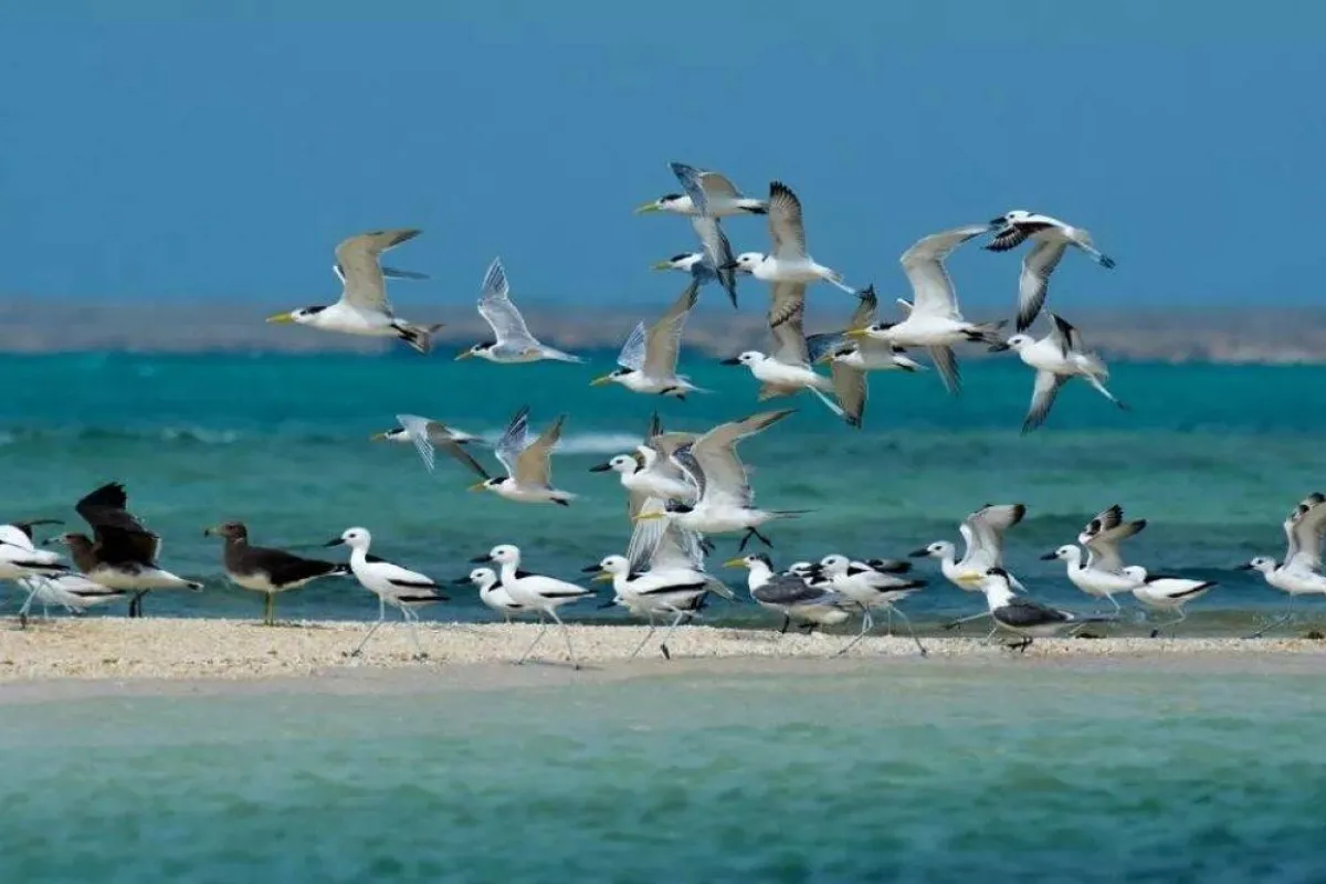 الطيور في جزر فرسان