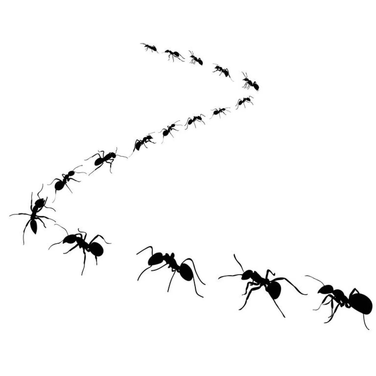 مكوّنات طبيعيّة طاردة للنملات