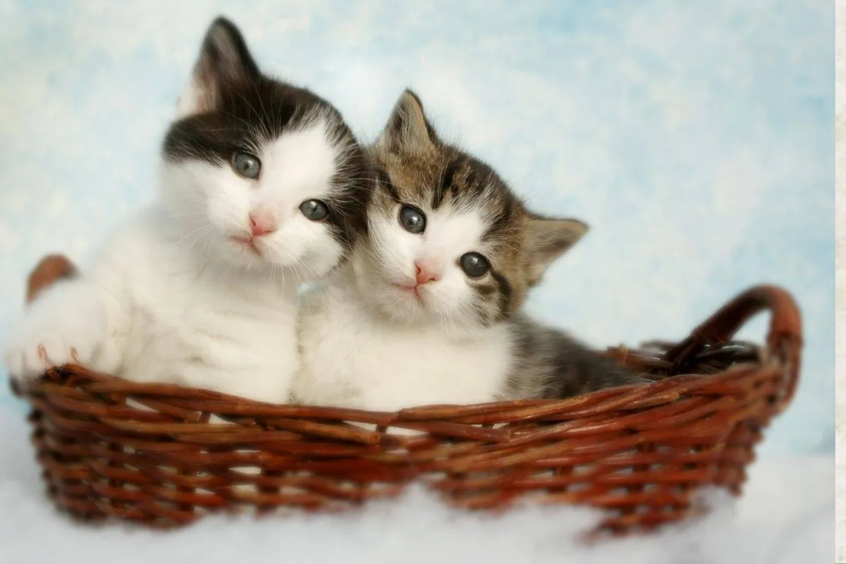 القطط في المنام