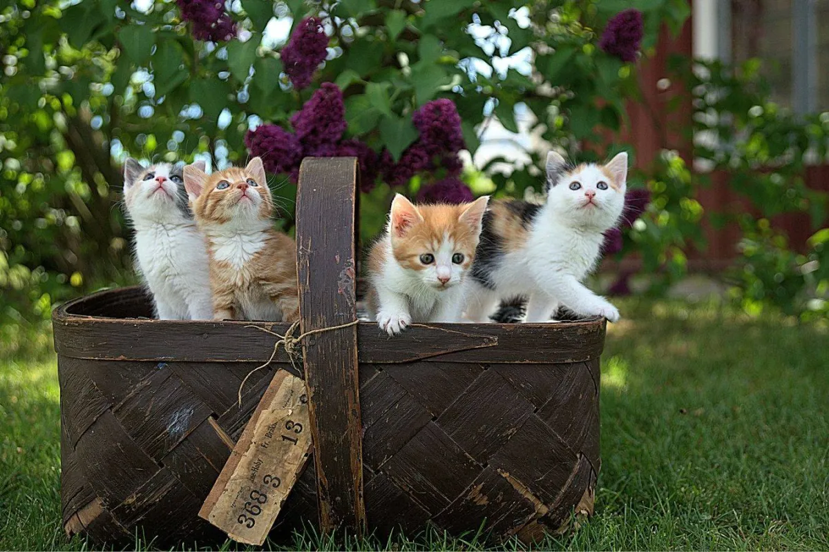 القطط في المنام