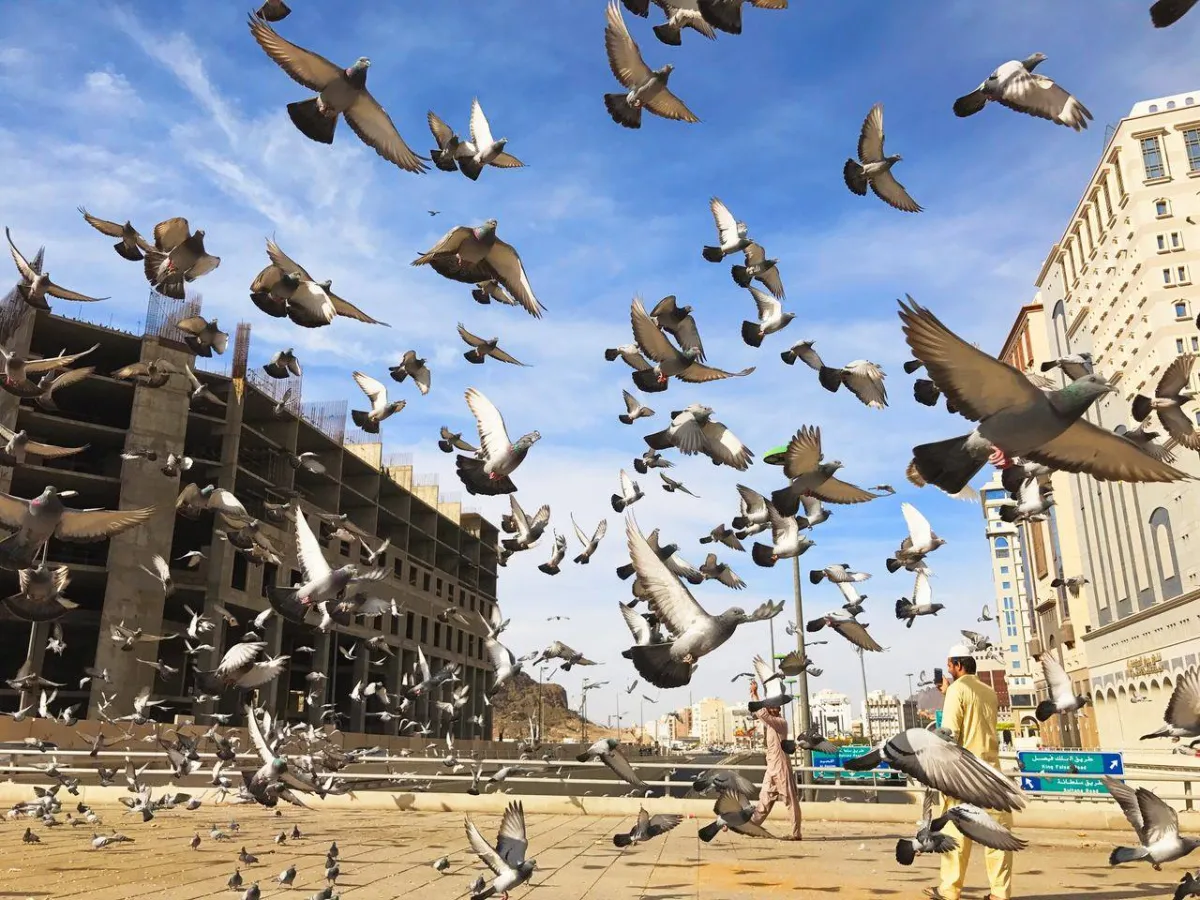 صورة لطيور في أماكن المملكة العربية السعودية