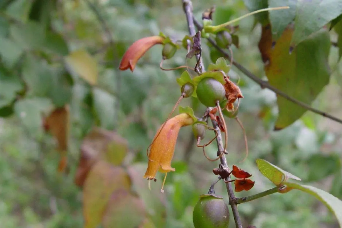 صورة تظهر الزيتون البري مصدر الصورة الحساب الرسمي للمركز الوطني لتنمية الحياة الفطرية على تويتر