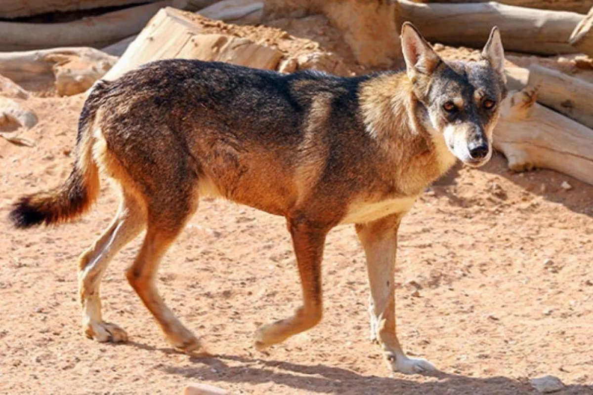 صورة تظهر الذئب البري مصدر الصورة من روح السعودية