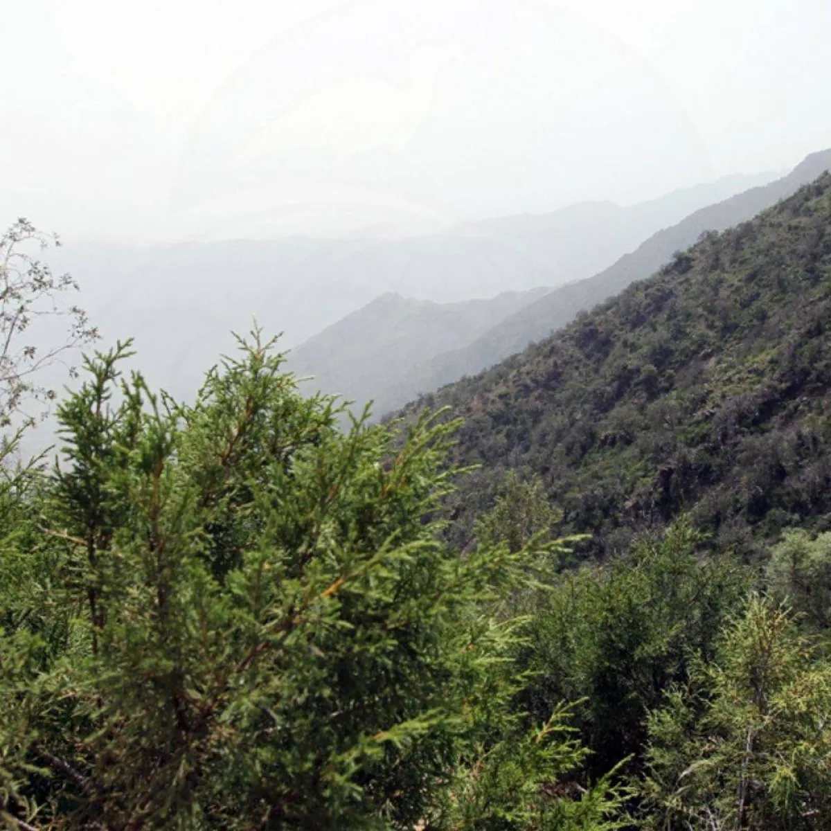 صورة تظهرمنحدرات نباتات كثيفة مصدر الصورة الحساب الرسمي للمركز الوطني لتنمية الحياة الفطرية على تويتر