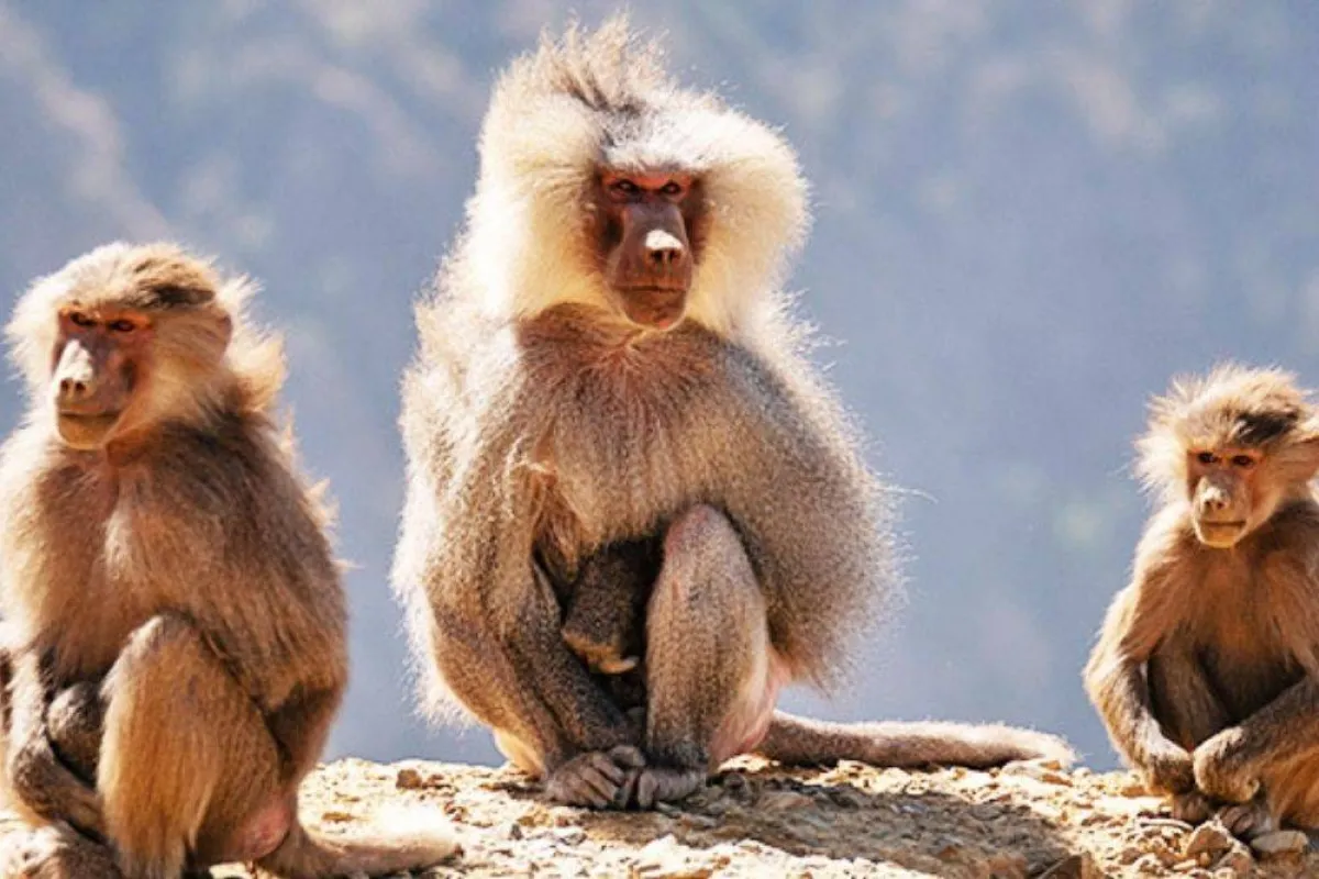 صورة تظهر القرود مصدر الصورة من روح السعودية