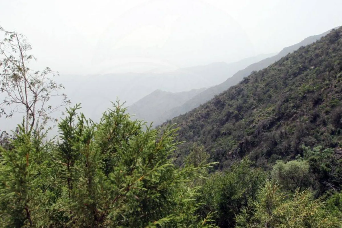 صورة تظهرمنحدرات نباتات كثيفة مصدر الصورة الحساب الرسمي للمركز الوطني لتنمية الحياة الفطرية على تويتر