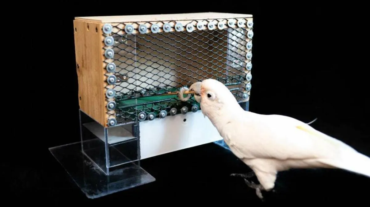 ببغاء يخدع العلماء في لعبة الغولف