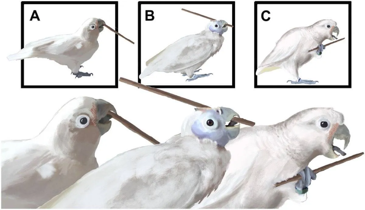 ببغاء يخدع العلماء في لعبة الغولف