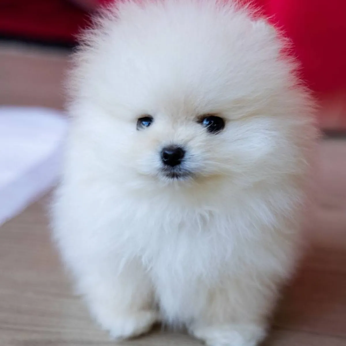 الجرو الأبيض