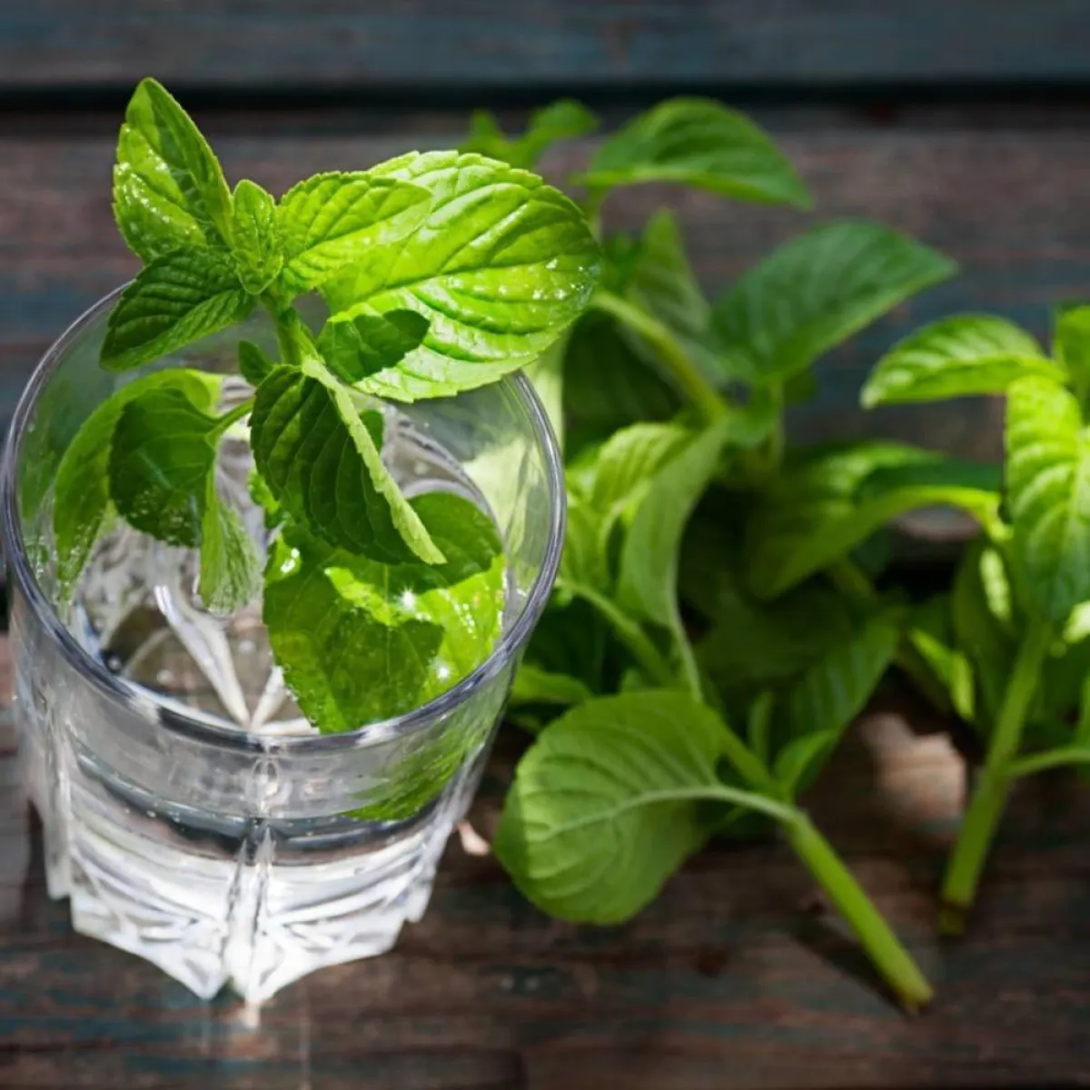 صورة لمغلي أوراق النعنع التي تهدئ حرقة المعدة عند الحامل