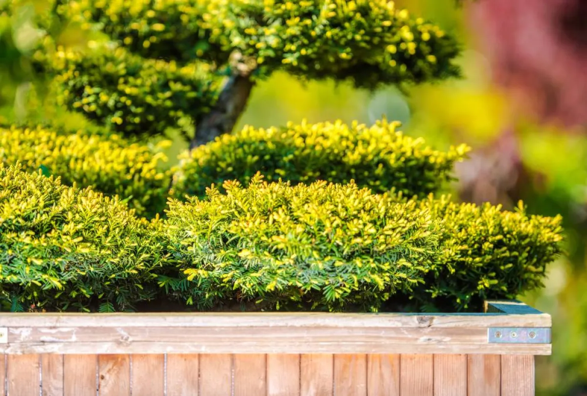 الأفكار الإبداعيّة الخاصّة بتنسيق الحديقة تنطلق من توفير الشتول المناسبة لها