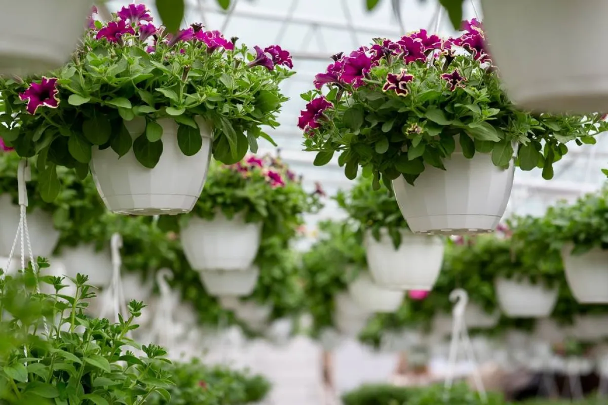 أحواض النباتات في الحديقة