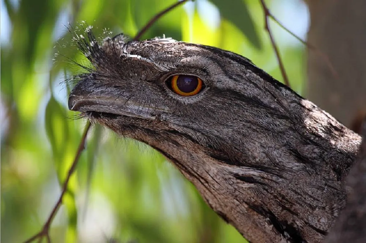 صورة طائر فم الضفدع