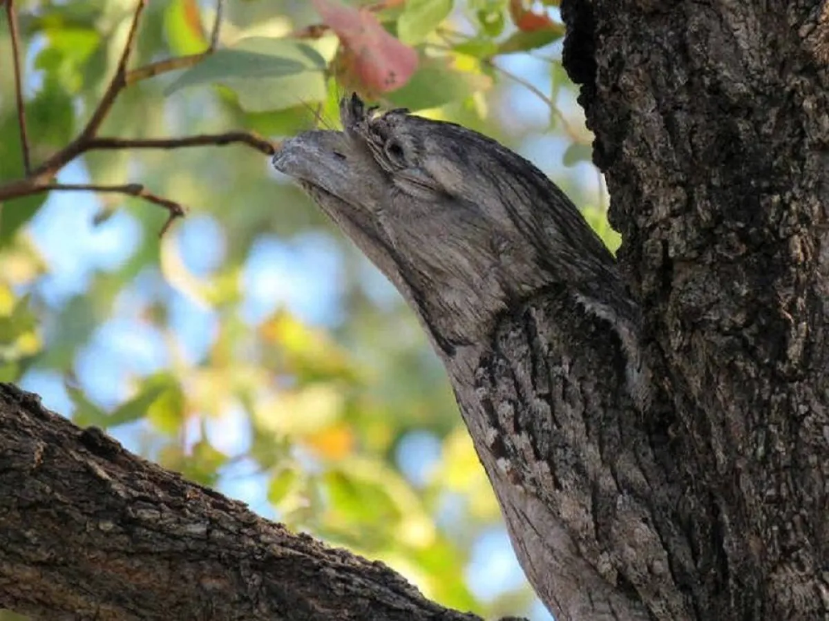صورة الطائر المهدد بالانقراض