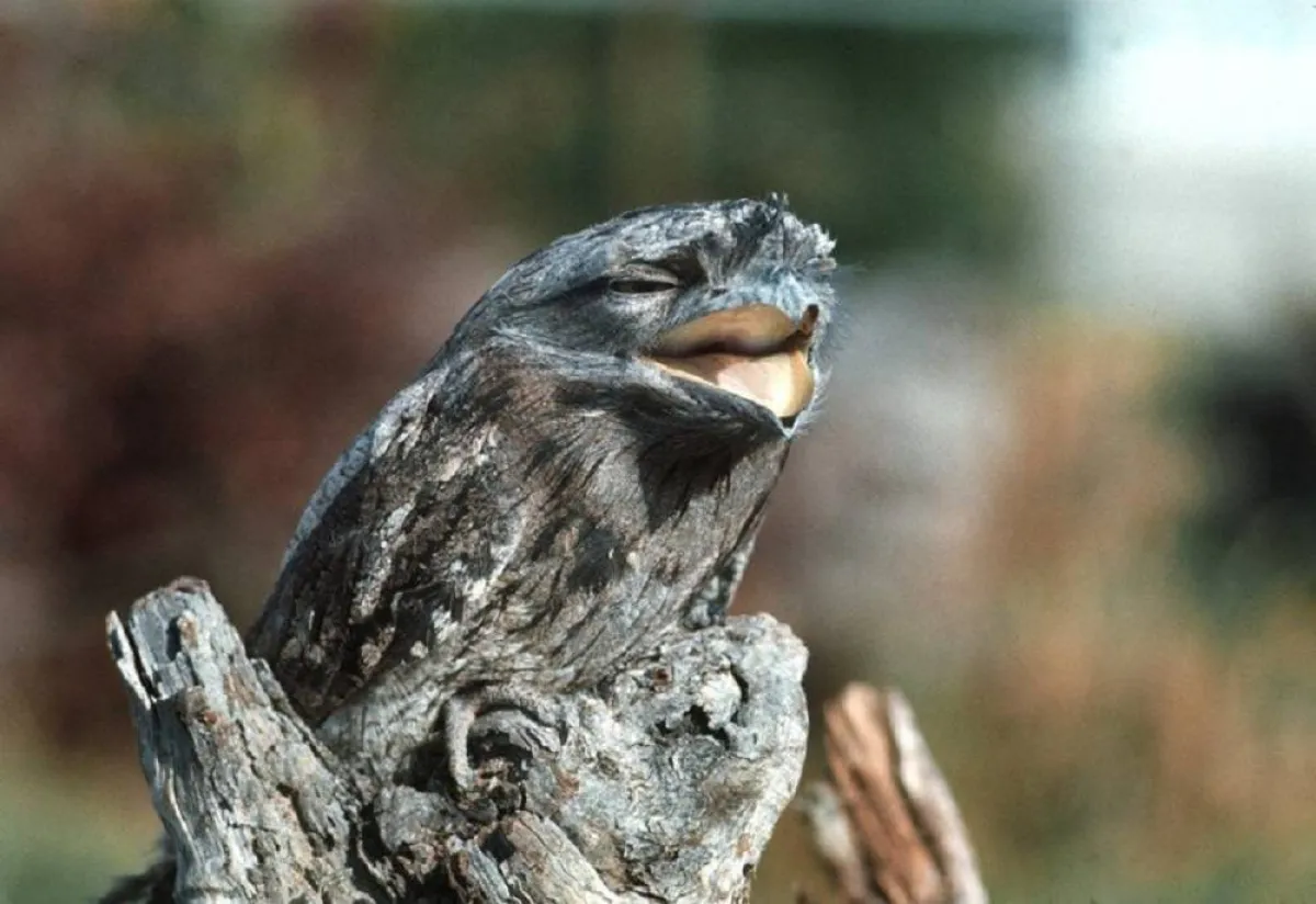 صورة الطائر متخفي 