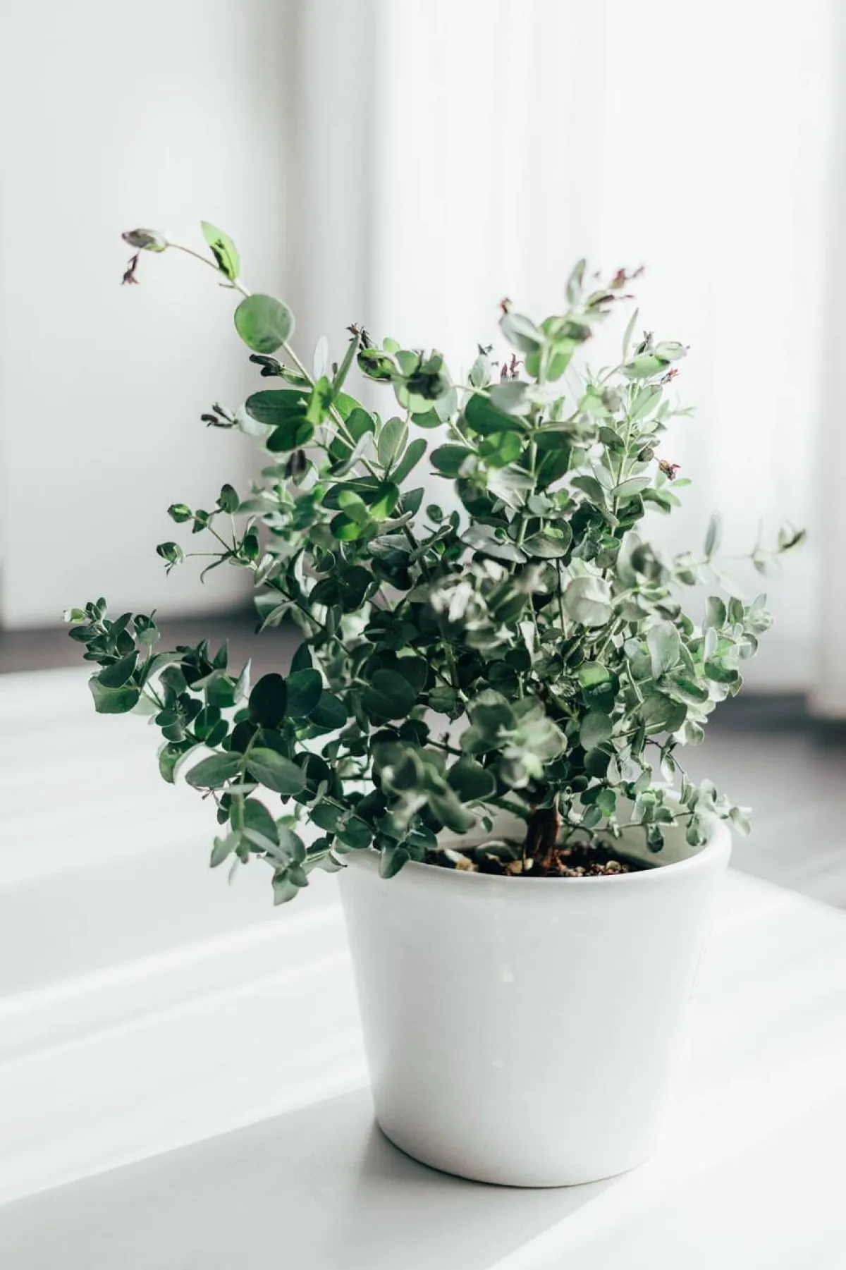 صورة لعشبة يستخرج منها دواء السعال