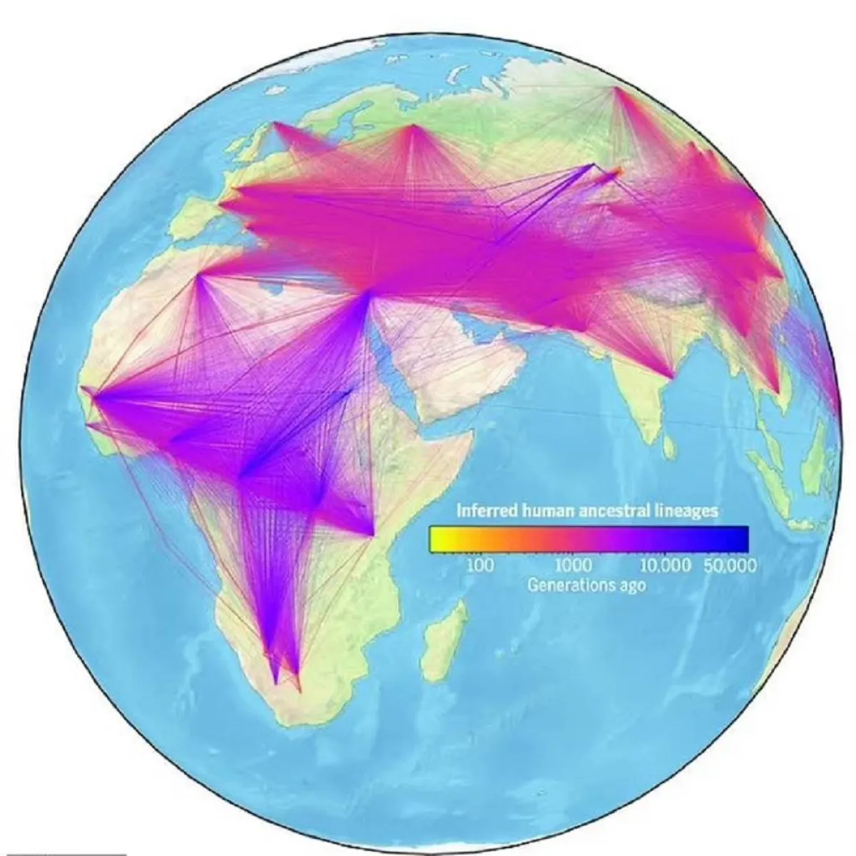 صورة الأصول البشرية في أكبر شجرة عائلة في العالم