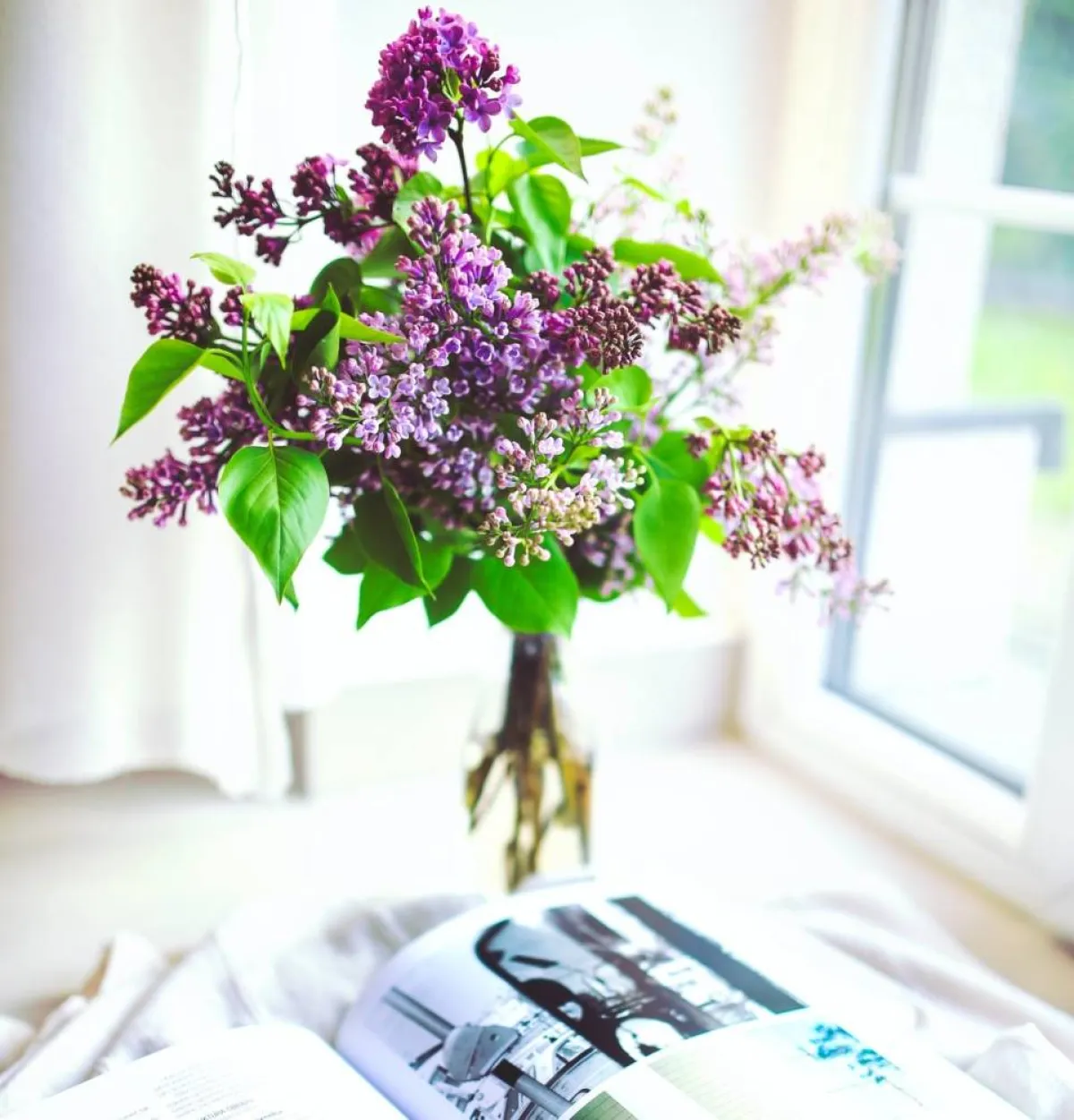 صورة زهر البيلسان