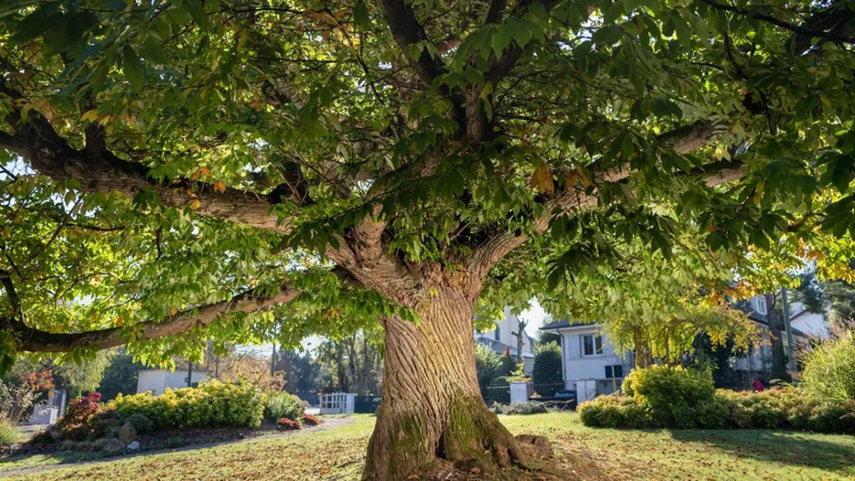 شجرة الكستناء  الفائزة   بجائزة شجرة العام