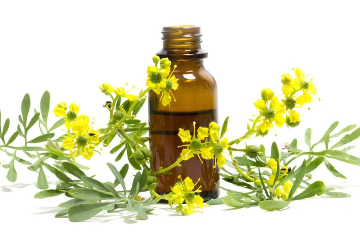 فوائد عشبة الشذاب للنساء لا مثيل عنها