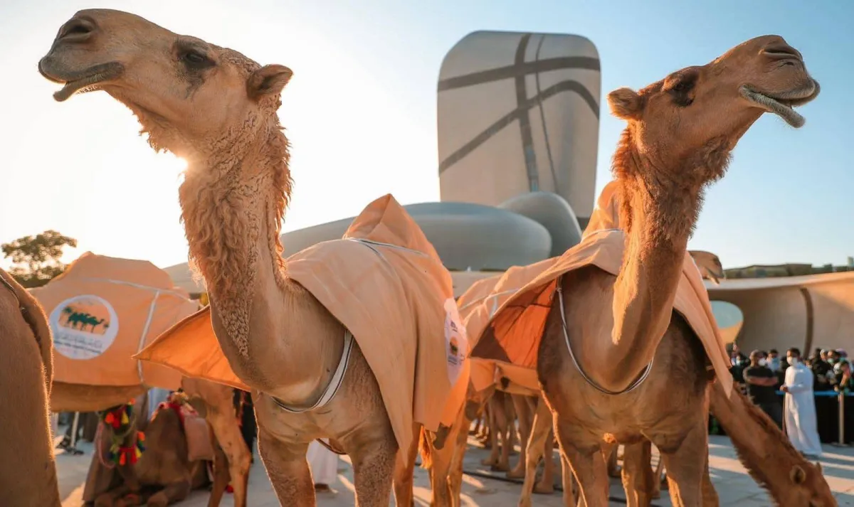  إطلاق منصة وثقها الإلكترونية لحفظ وتسجيل سلالات الإبل