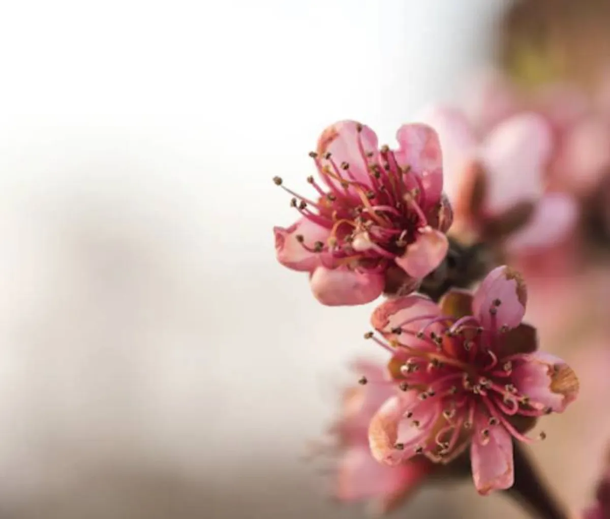 زيت زهرة الربيع