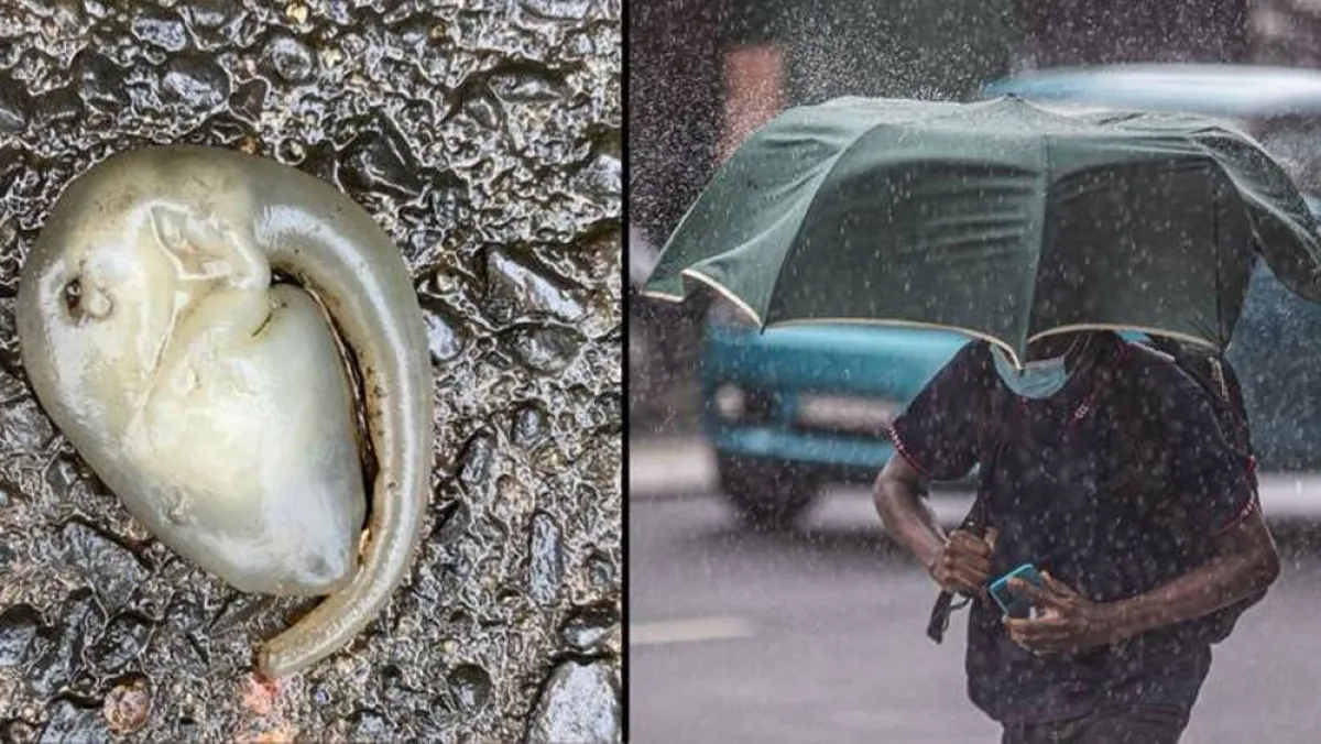 مخلوق غامض يظهر في شوارع أستراليا بعد ليلة ماطرة