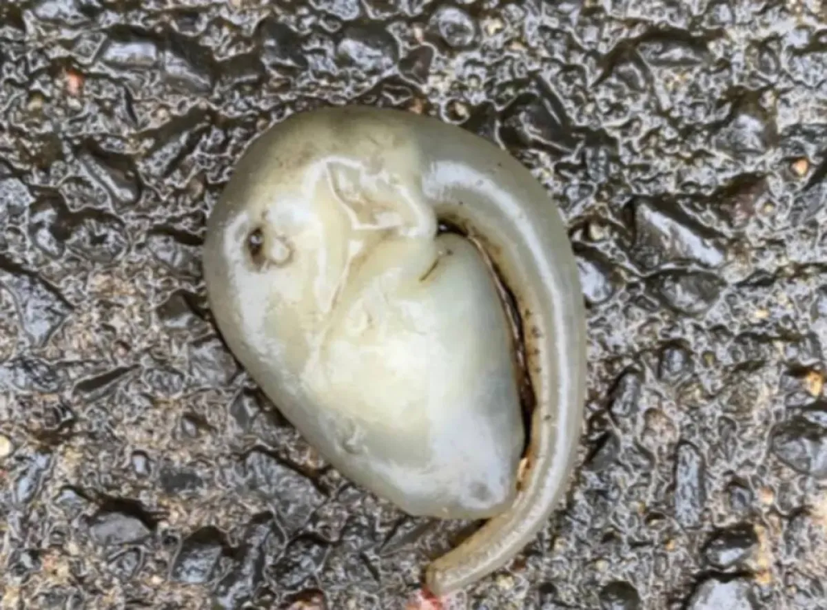 مخلوق غامض يظهر في شوارع أستراليا بعد ليلة ماطرة