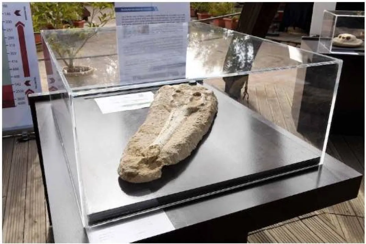 أجزاء من جمجمة التمساح الاحفوري