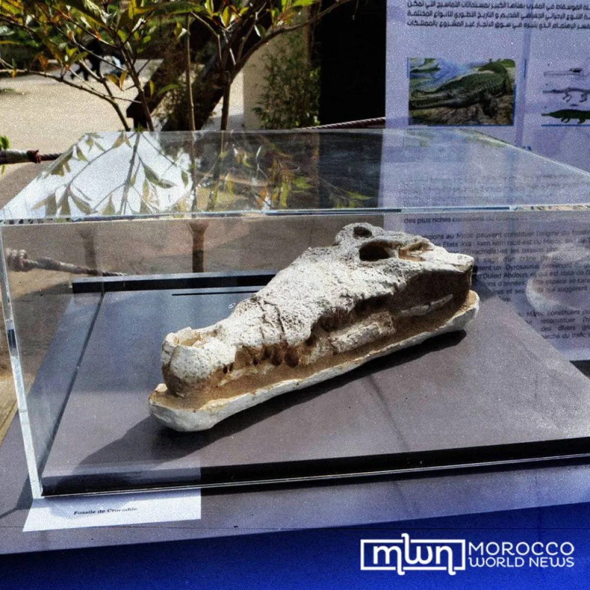 أجزاء من جمجمة التمساح الاحفوري