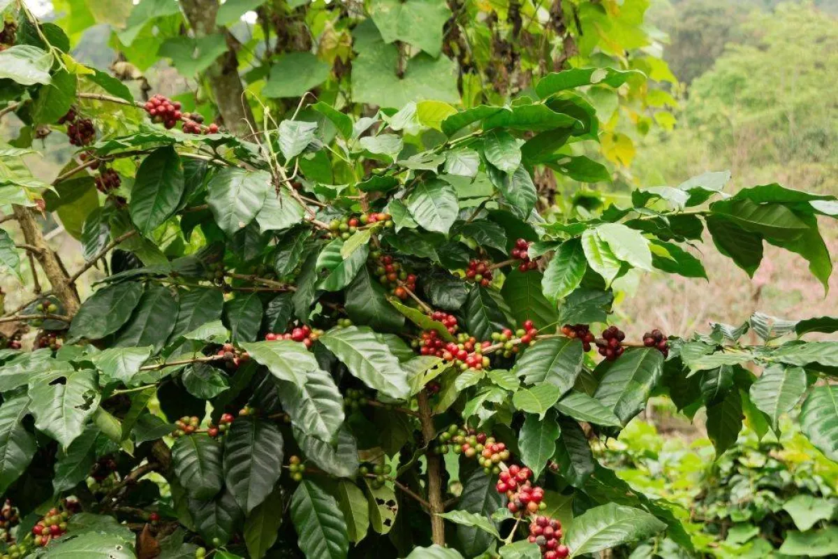 تظهر الصورة شجرة البن مصدر الصورة موقع elements