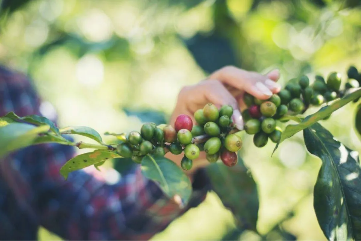 تظهر الصورة مرحلة قطف البن مصدر الصورة موقع elements