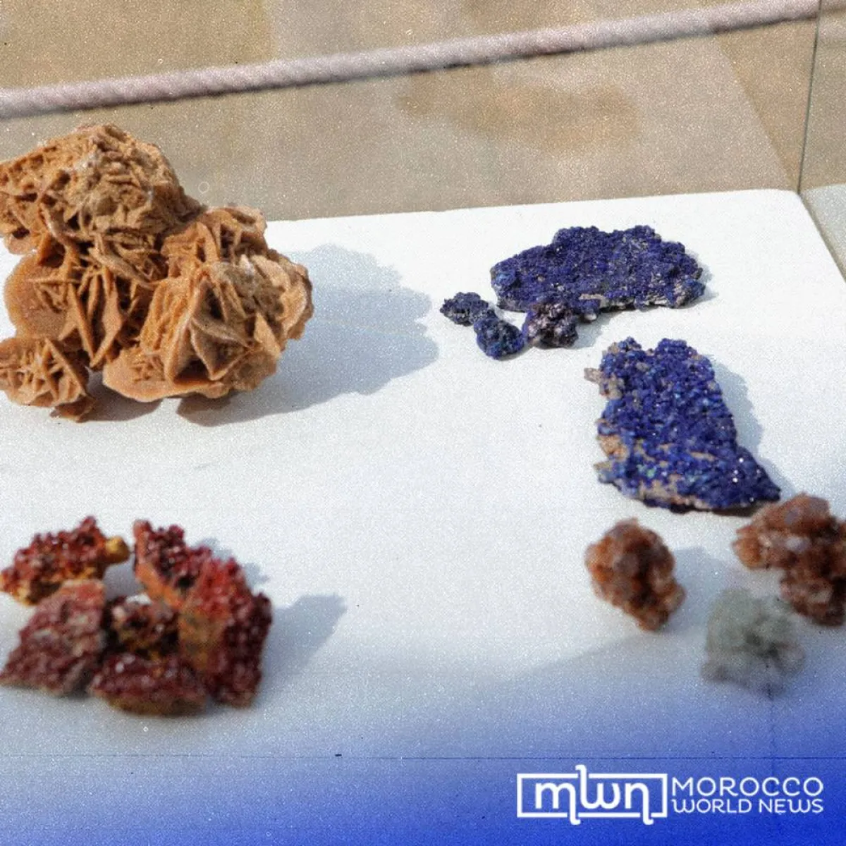 أجزاء من جمجمة التمساح الاحفوري