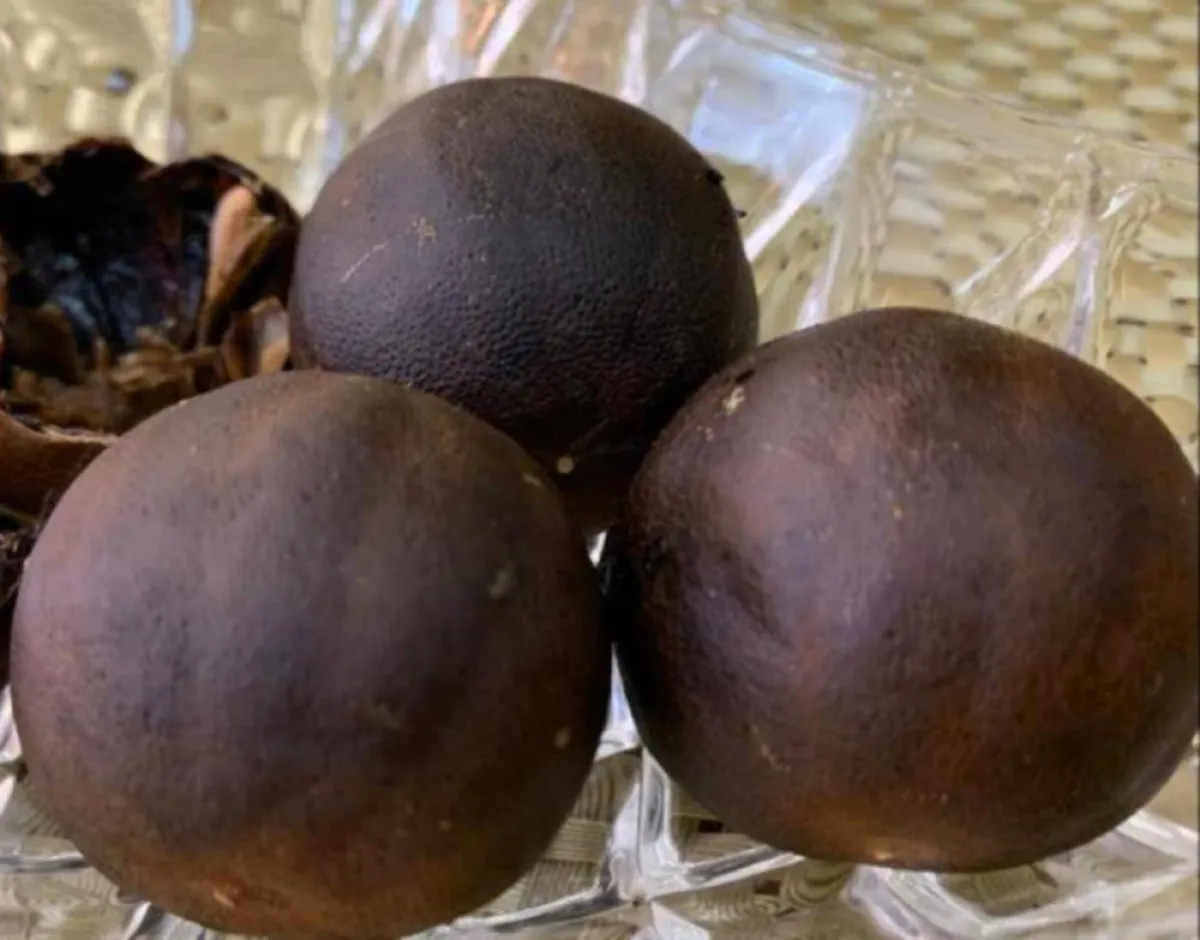 صورة لحبات الليمون الأسود المفيدة للحامل