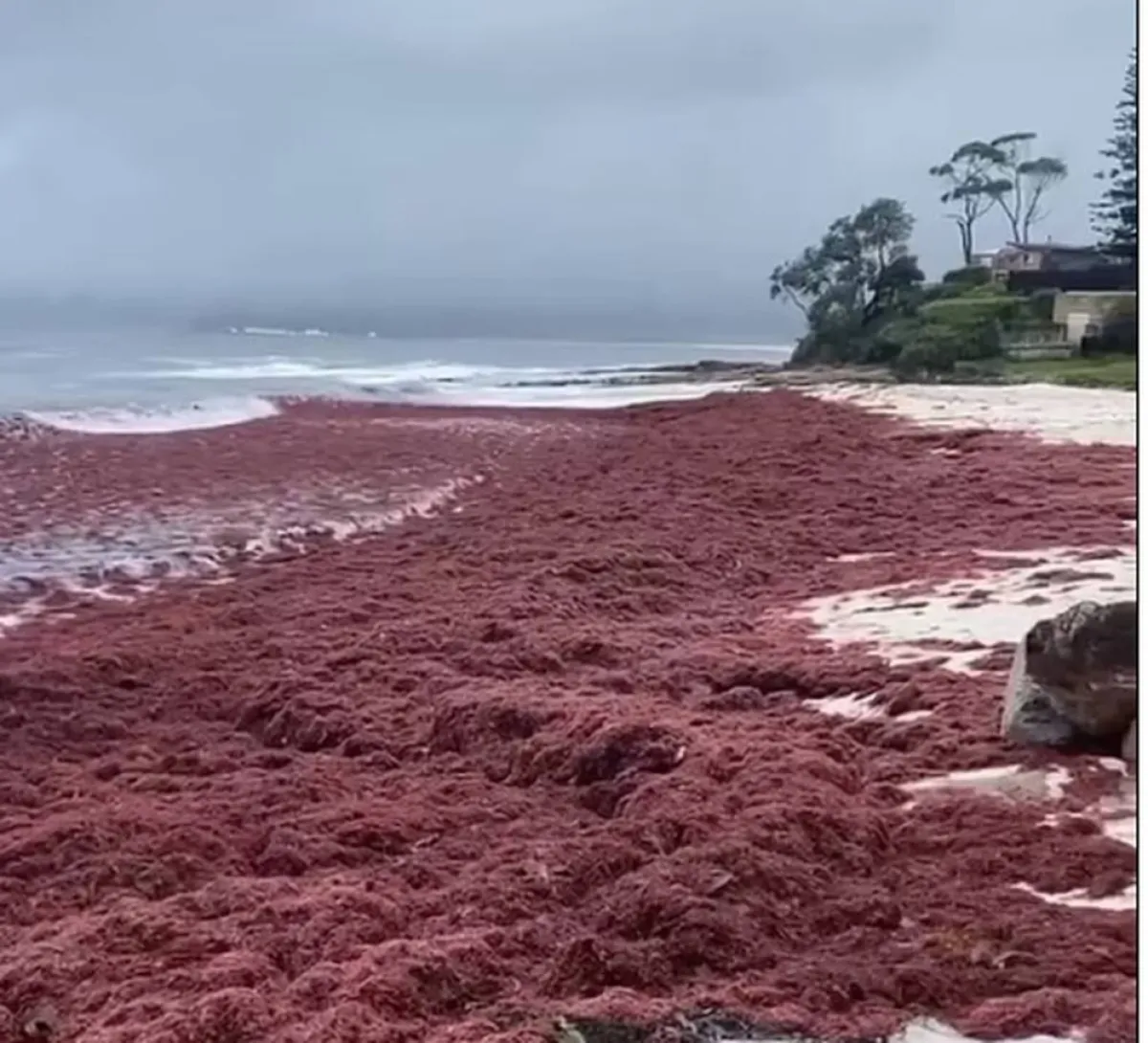 اللون الأحمر يكسو رمال أشهر شواطئ أستراليا "نيو ساوث ويلز" الشهير برماله النقية الأكثر بياضاً في العالم 
