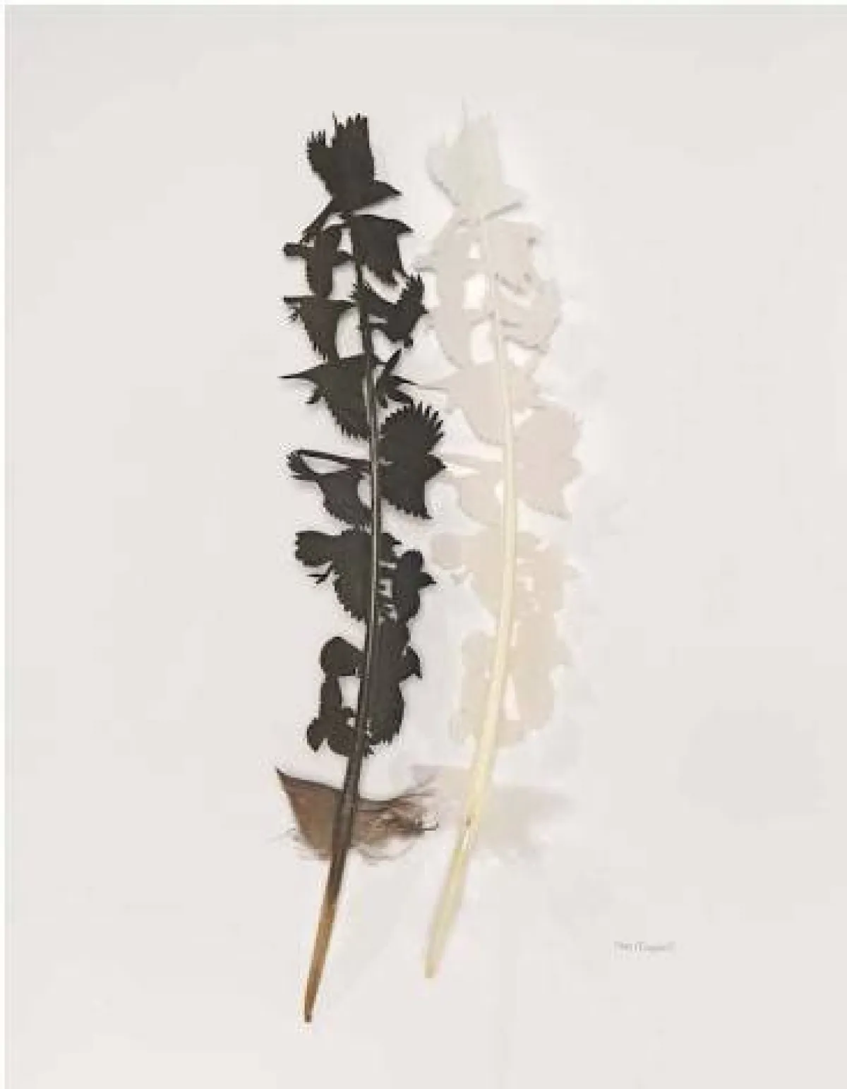 لوحات من ريش الطيور