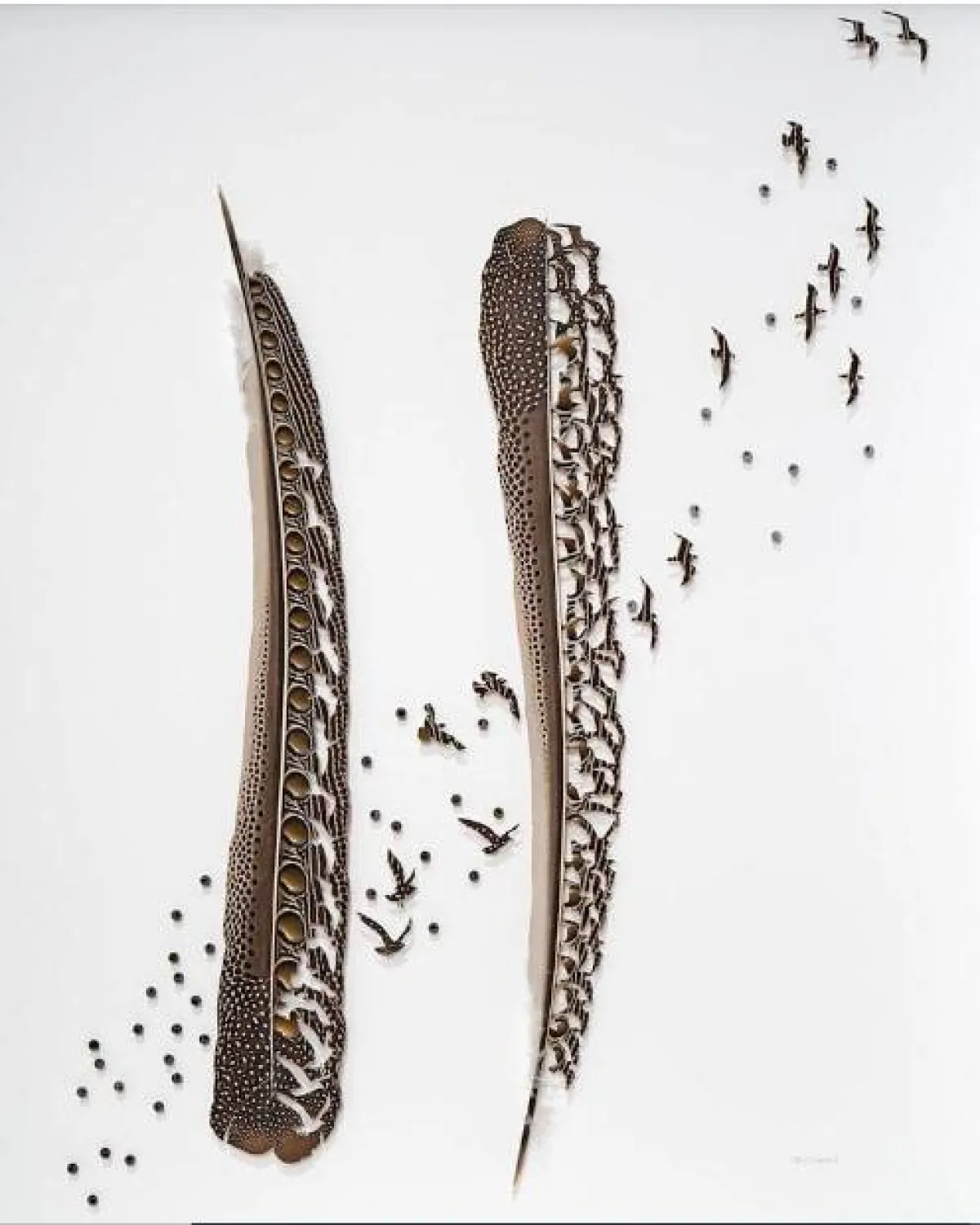 لوحات من ريش الطيور