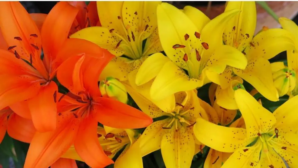 زهرة الأمهات الصينيات