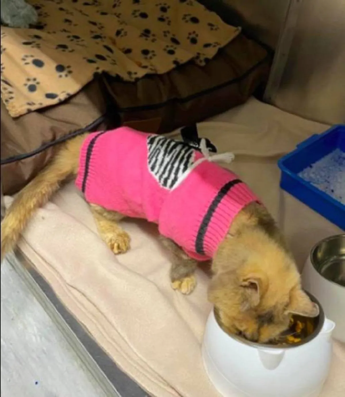 صورة للقطة تيلي تتناول الطعام