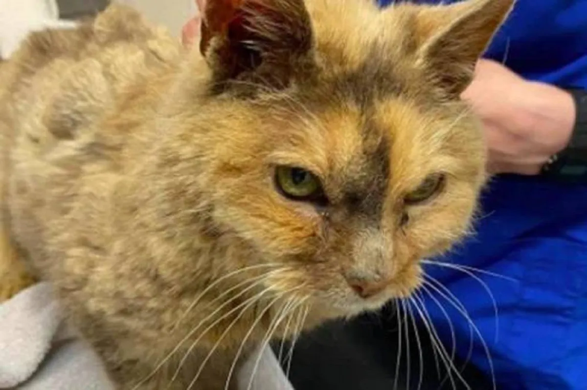 صورة للقطة تيلي